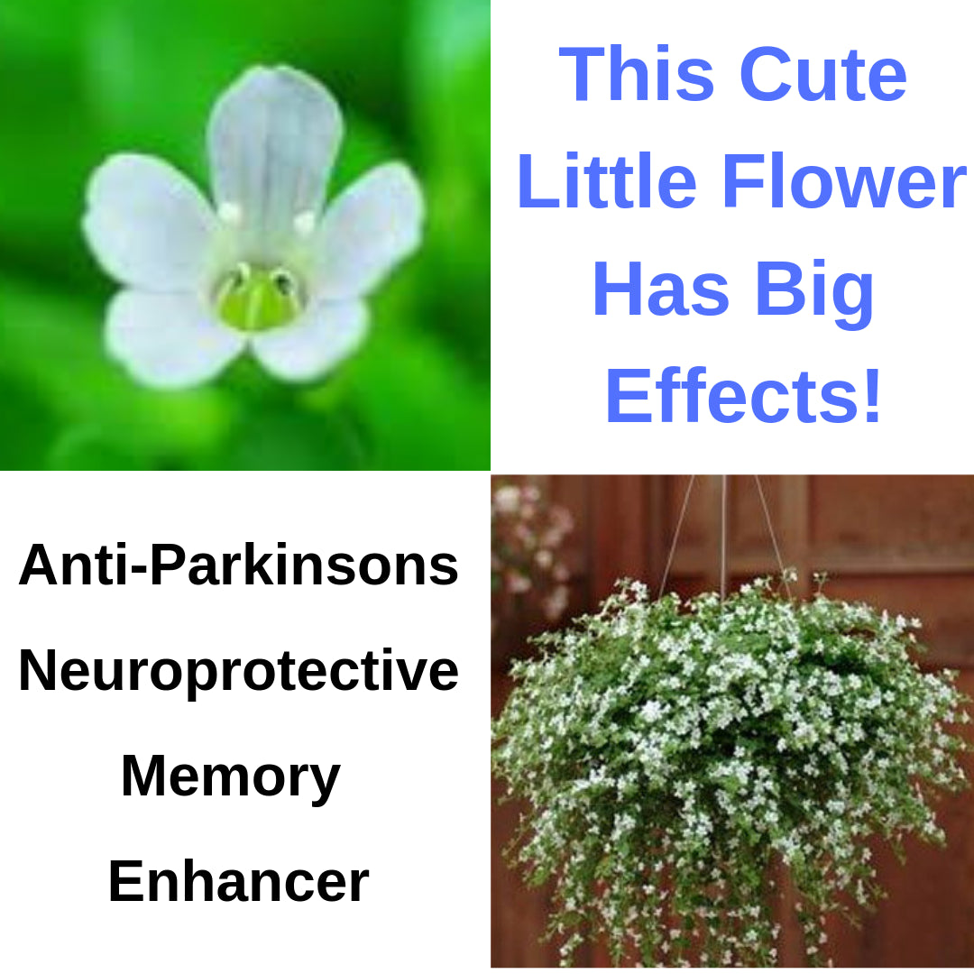 Bacopa monnieri - And You Can Grow It On Your Front Porch!