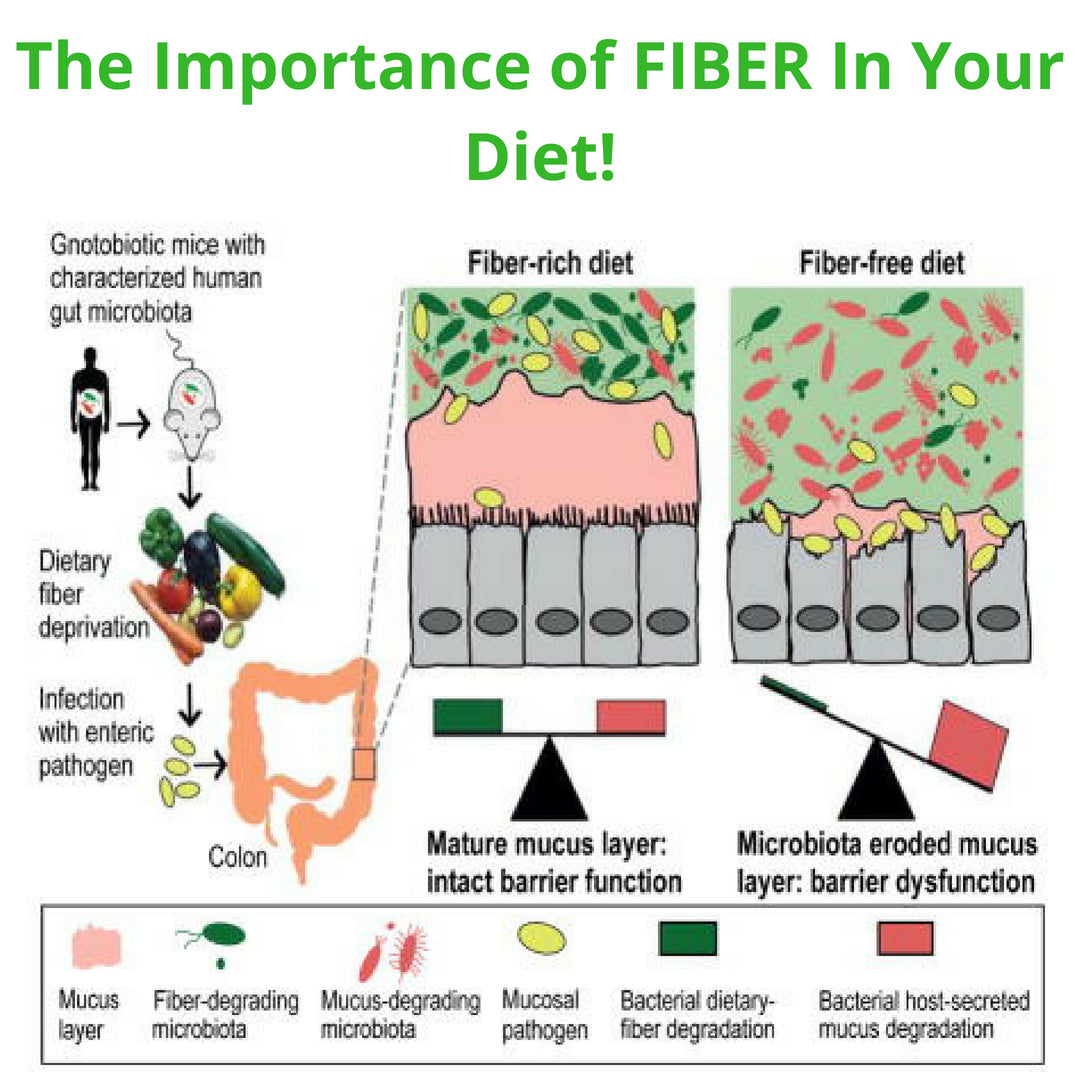 The Importance of FIBER In Your Diet!