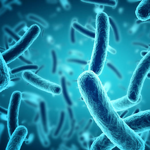 Probiotics