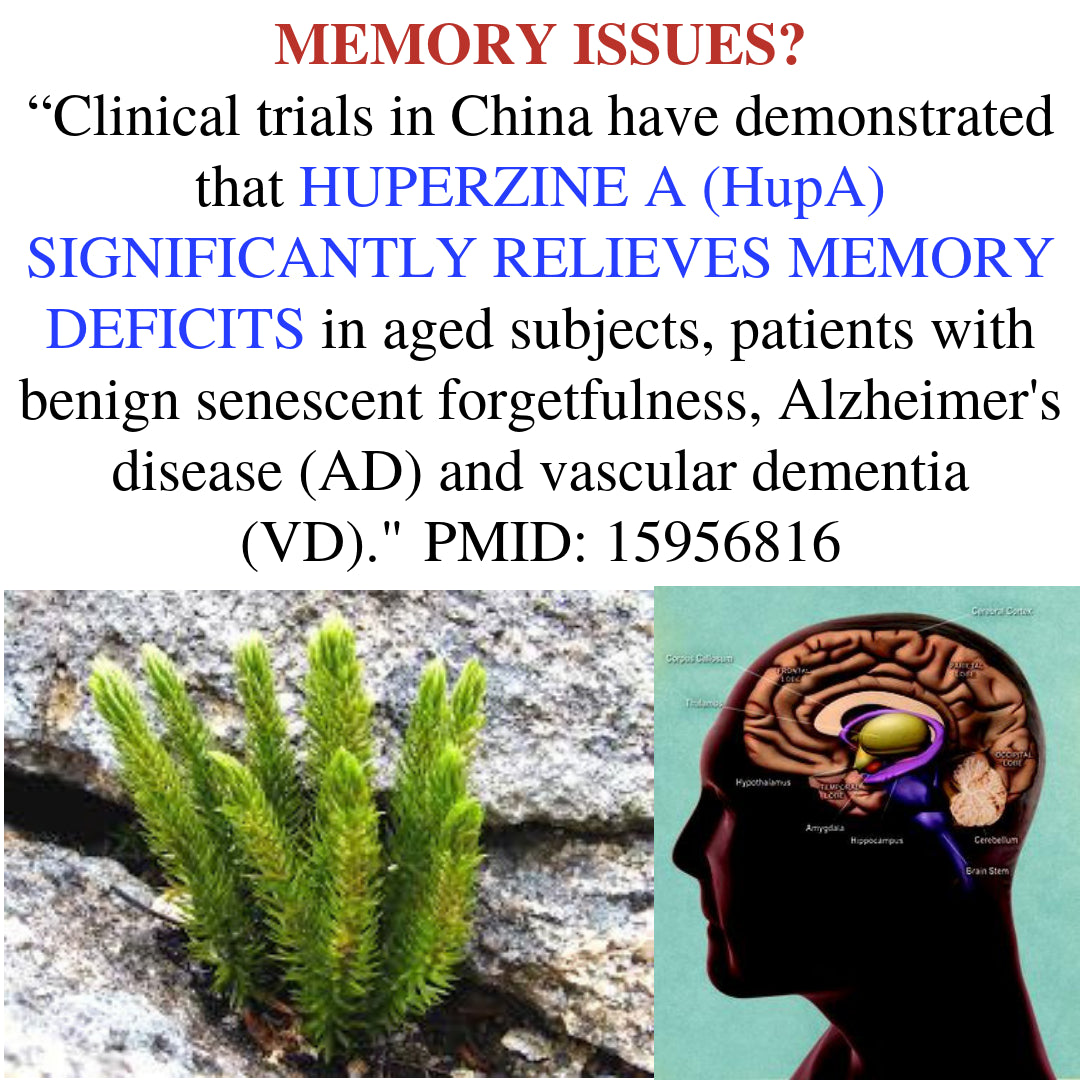 Can This Novel Plant Protect Your Brain From Aging Damage and Trauma?