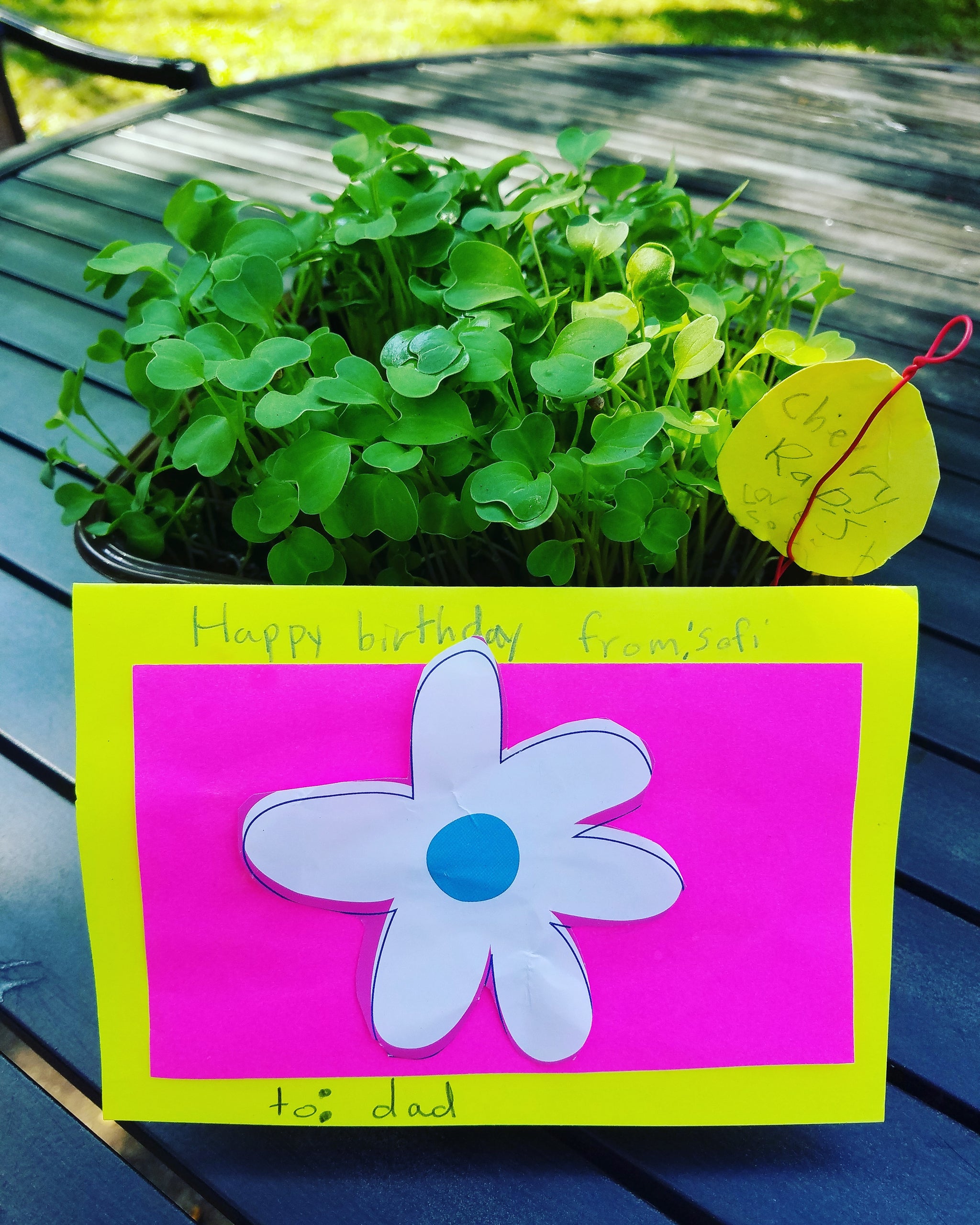 BIRTHDAY MICROGREENS! How about that?