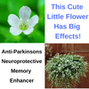 Bacopa monnieri - And You Can Grow It On Your Front Porch!