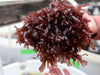 Dulse Seaweed -  Anti-Inflammatory Whole Food From The Sea?