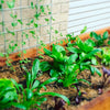 Interview On The Importance of Minerals in Soil and Your Food
