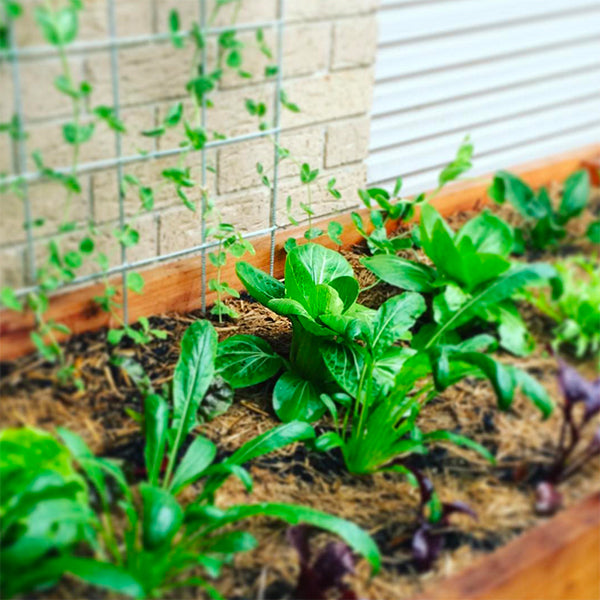 Interview On The Importance of Minerals in Soil and Your Food