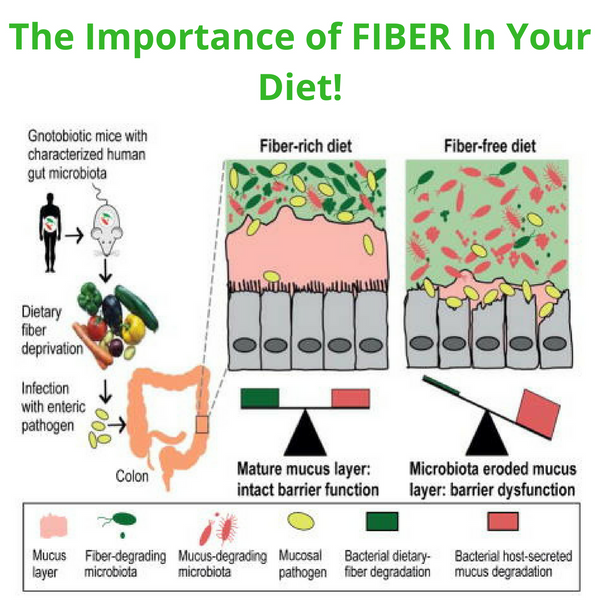 The Importance of FIBER In Your Diet! - Master The Body