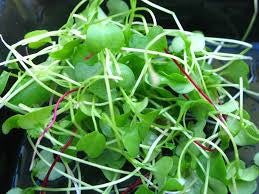 1-Specialty Microgreens